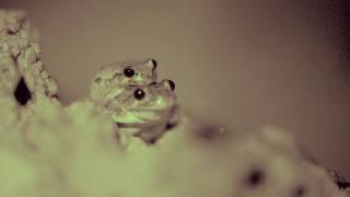 Male Gray Tree Frog Attracts Female [upl. by Nagn]