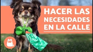 Cómo lograr que tu perro haga las necesidades en la calle [upl. by Kuo940]