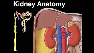 Kidney anatomy [upl. by Valaree]