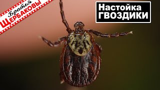 Реакция КЛЕЩЕЙ на НАСТОЙКУ из бутонов ГВОЗДИКА Можно ли отпугнуть паразитов бюджетно [upl. by Skees]