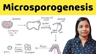 Microsporogenesis  types of anther wall development  BSc  MSc  TGT  PGT  NEET [upl. by Askwith]