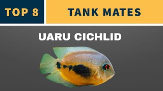 UARU CICHLID TANK MATES [upl. by Ymas278]