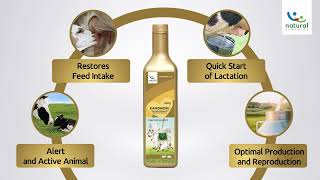 Kamdhenu™ Post Calving Solution for Optimum Performance [upl. by Ellehsar]