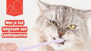 De tanden poetsen van je kat aanleren [upl. by Davide]