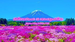 Shibazakura at Fuji Motosuko Resort  Mt Fuji Kawaguchiko Spring  Japan Vlog [upl. by Townsend]