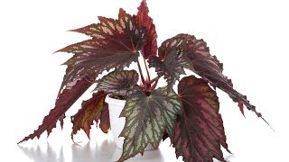 Reproducir Begonia Rex por esquejes de hojas  Bricomanía  Jardinatis [upl. by Orvan]