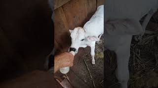 Ternerito tomando leche en mamadera Suscríbete al canal Agronomia es vida [upl. by Ettenot]