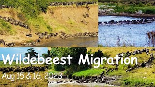 Wildebeest Migration Mara River Crossing August 15 amp 16 2023 [upl. by Asilej]