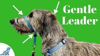 How To Use A Gentle Leader Head Collar  Professional Dog Training Tips [upl. by Aliel]