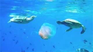 Maldives Snorkeling  Turtles eating a Jellyfish [upl. by Yleve]