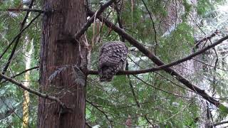 Barred Owl [upl. by Nivlac]