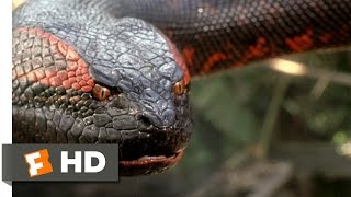 Anaconda 88 Movie CLIP  Swallowed Whole 1997 HD [upl. by Liahkim120]