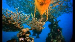 The Cousteau Collection  The Silent World  Trailer [upl. by Aikan899]