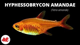 Tetra amande  Hyphessobrycon amandae ✔ [upl. by Karyl475]