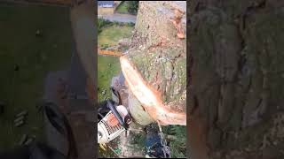 🌲The way of Cutting trees🪓 chainsaw safety outdoors shorts fypシ゚viral fyp tiktok trending [upl. by Algie564]