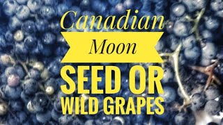 Canadian Moon Seed or Wild Grapes [upl. by Frasier]