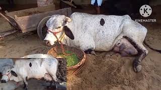 गर्मियों मे होने वाले मास्टाइटिस सही पहचान  Toxemia  Mastitis  Best Treatment Advice [upl. by Kenlay]