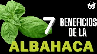 Descubre los Increíbles BENEFICIOS de la ALBAHACA La Hierba Milagrosa para tu Salud 🌿 [upl. by Eirrehc]