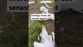 Kraftiga vindar blåste av tak på bikupor och mina fiberdukar har blåst sönder [upl. by Adiaroz279]