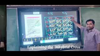 Explaining the Dihybrid Cross [upl. by Daisi]