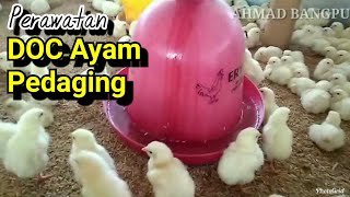 Ayam broiler  Cara Merawat Anak Ayam Pedaging Dari DOC sampai Umur 3 Hari [upl. by Hardi]