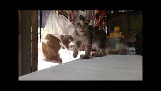 Cat Funny video [upl. by Schechinger]