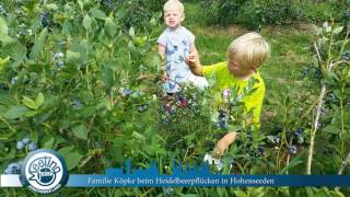 Heidelbeerernte im JL gestartet [upl. by Ahsitruc]