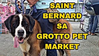 SAINT BERNARD PINAG KA GULUHAN SA GROTTO PET MARKET  Aug 6 2023 [upl. by Kazimir]