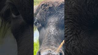 An Asian Water Buffalo at Hemmesta sjöäng wetland  Värmdö Sweden 🇸🇪 [upl. by Bertold]