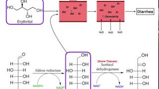 Biological Fate of Artificial Sweeteners  Erythritol amp Sorbitol [upl. by Northington]