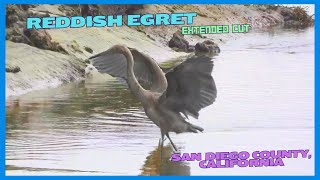 Reddish Egret at Los Penasquitos Lagoon in San Diego County  Extended Cut [upl. by Sherurd]