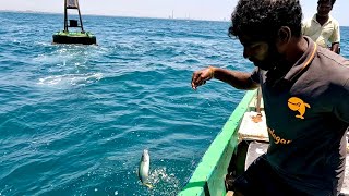 Catching Rainbow Runner Horseeye Jack amp Bonito in the Sea [upl. by Pontus]