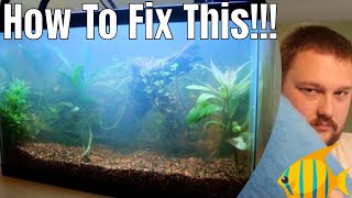 Cloudy aquarium water  how to fix it [upl. by Erbua505]