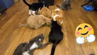 8 Cats  Big Pile of Catnip [upl. by Eemyaj993]