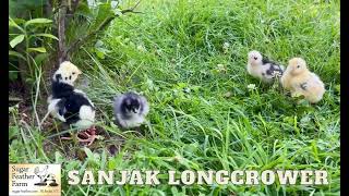 Sanjak Longcrower Chick [upl. by Notanhoj]