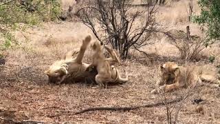 Last Mbiri Lion Cub Playing with Older Males  2 October 2024 [upl. by Maya483]