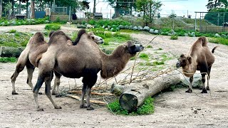 Korkeasaari Zoo Helsinki Finland [upl. by Elleneg185]