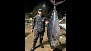 124kg Solo Portland Barrel Bluefin Tuna [upl. by Bennie]