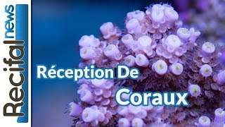 VLOG20 Vince Z  réception de coraux FabCorail [upl. by Mcmahon]