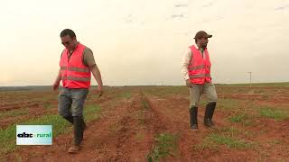 Sistema de plantio de eucalipto soltero y su objetivo en producción forestal [upl. by Macomber]