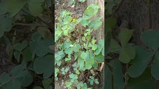 Oxalis ☘️ plant growing capacity moreampmoreyshortspls likeamp subscribe 🙏♥️🥰 [upl. by Ennazus]