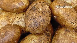 Manage Rhizoctonia and Verticillium Wilt in Potatoes [upl. by Lowrance111]