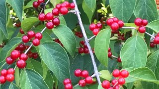 RED CHOKEBERRY SHRUB II POKEWEED BERRIES II JAPANESE PAGODA TREE II IBANG PUNO🌱 [upl. by Coop]