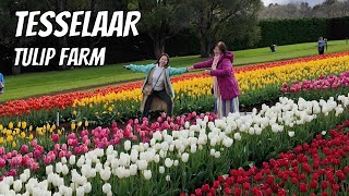 Melbourne Trip Day 3  Tesselaar Tulips Farm Yara Valley 4K [upl. by Mihe]