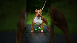 Top 10 Dangerous Banned Dogs in America [upl. by Yenalem]