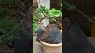 Junipero procumbens nana bonsai bonsaiparaprincipiantes bonsaitree plantas [upl. by Llenwahs358]