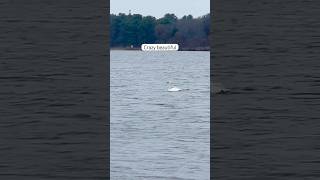 Surprise It’s a muskrat wisconsin menomonie swan nature lake muskrat outdoors blessed [upl. by Cuyler]