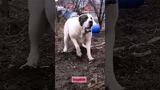 Maşallah besilik kaç gibi🔥kangaldog köpek kopek dogs pitbull kangal animals bigdog kopekler [upl. by Ical]