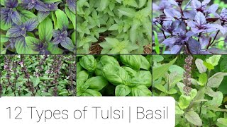 12 Types of Tulsi  12 Varieties of Basil [upl. by Root558]