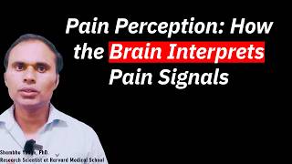 How the Brain Interprets Pain Signals [upl. by Len41]